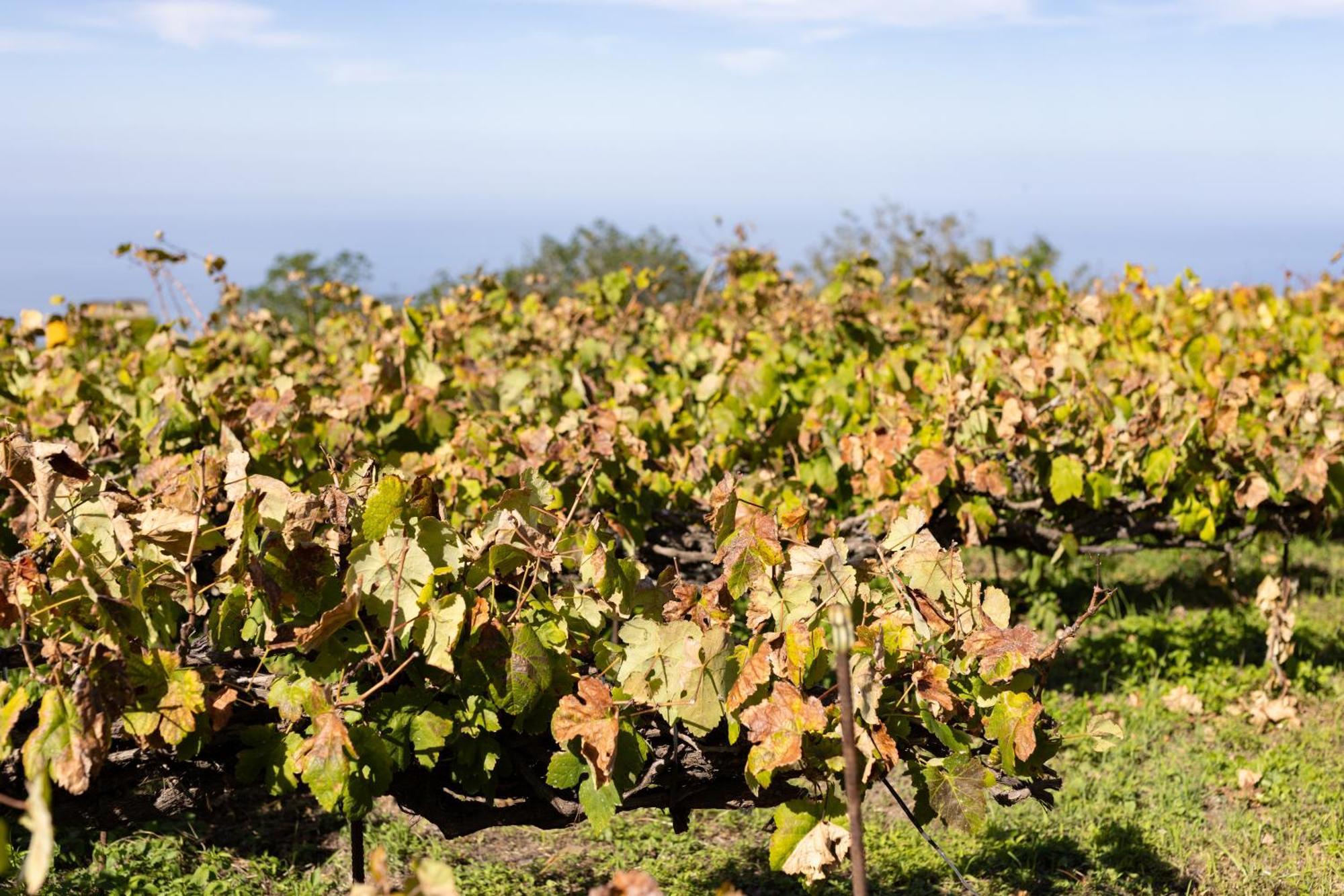 Ek Teide Finca El Milagro 拉奥罗塔瓦 外观 照片