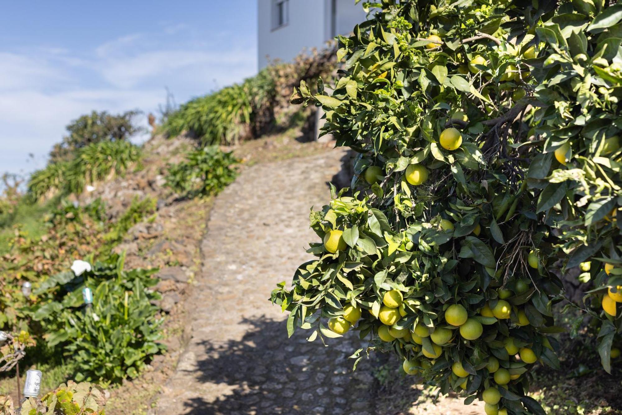 Ek Teide Finca El Milagro 拉奥罗塔瓦 外观 照片